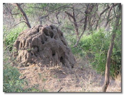 TA 140 - Termite Mound